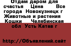 Отдам даром для счастья. › Цена ­ 1 - Все города, Новокузнецк г. Животные и растения » Кошки   . Челябинская обл.,Усть-Катав г.